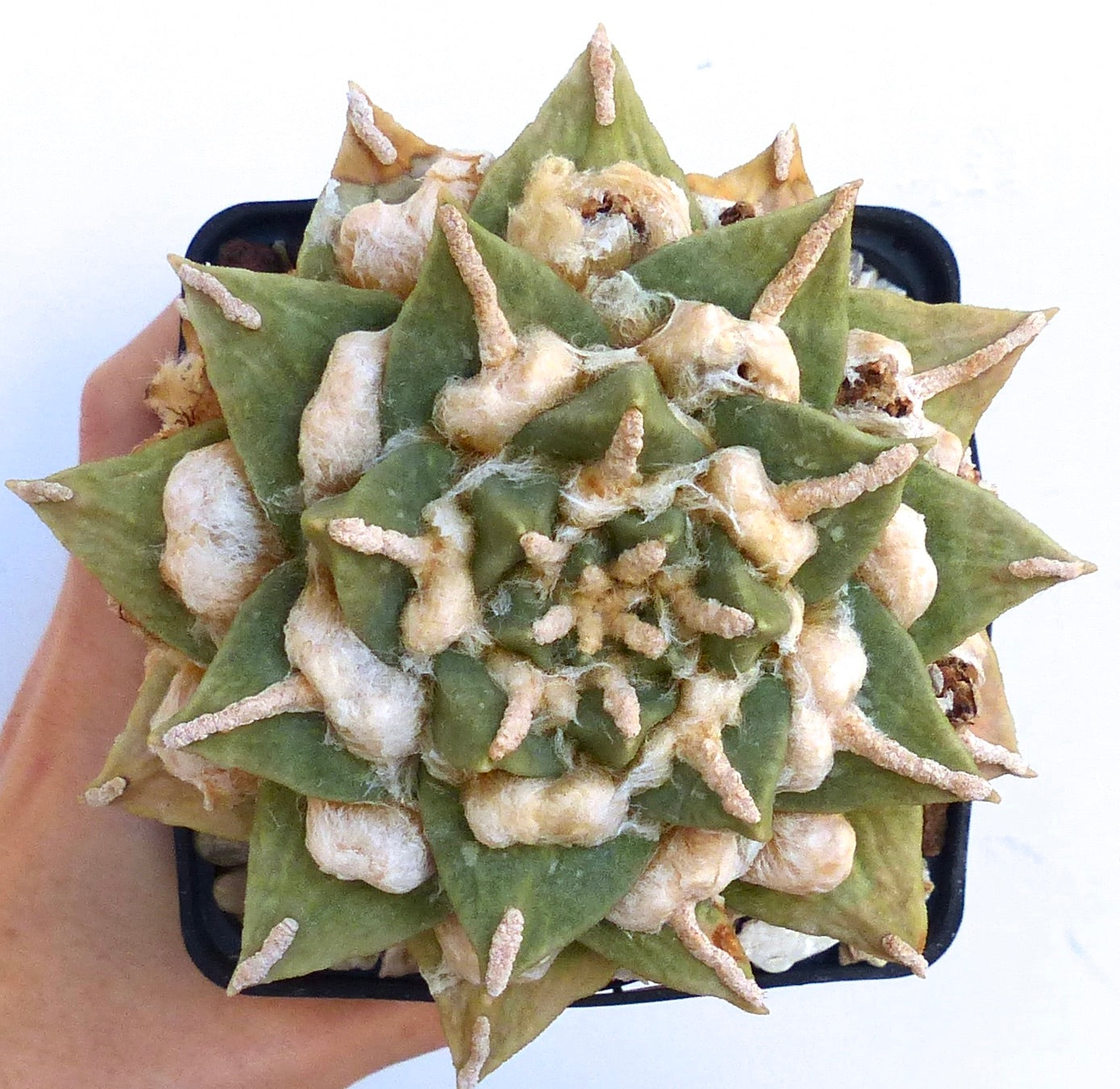 Ariocarpus retusus pectinatus succulent cactus with green triangular tubercles and woolly areoles