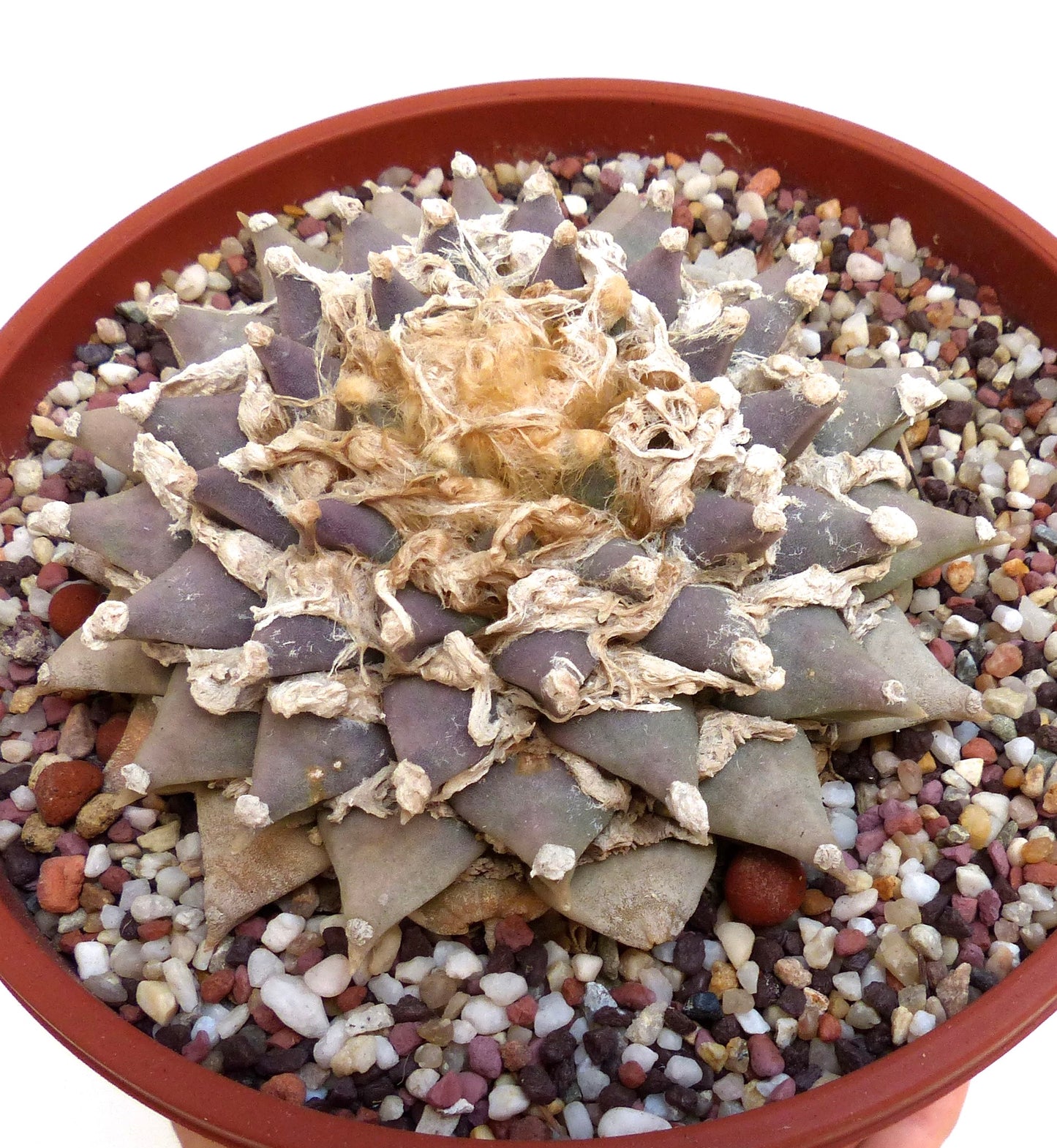 Ariocarpus retusus cactus succulent avec un corps tubéreux et texturé gris-vert en pot