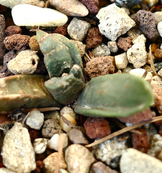 Ariocarpus retusus X Ariocarpus cv TRINGER small succulent cactus with thick green tubercles and rough texture among gravel