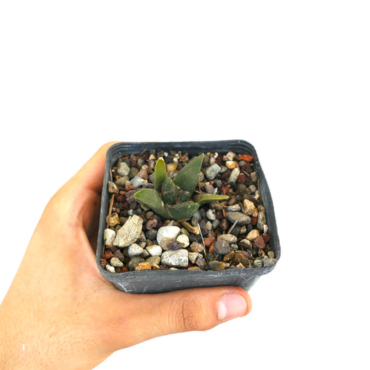 Ariocarpus retusus X Ariocarpus retusus cv CAULIFLOWER small succulent cactus with thick green leaves in rocky soil