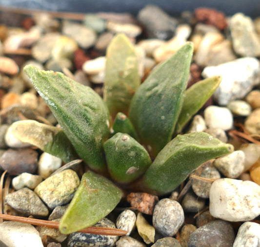 Ariocarpus retusus X Ariocarpus retusus cv CAULIFLOWER succulent cactus with thick textured green leaves and pebble substrate