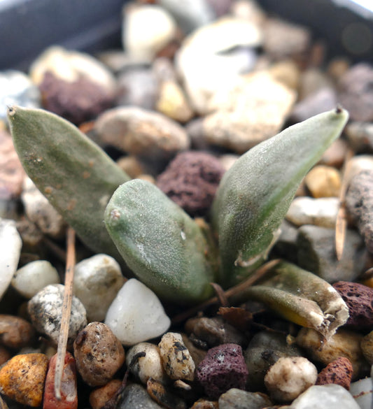 Ariocarpus retusus x Ariocarpus retusus succulent cactus with thick, textured green leaves in rocky soil