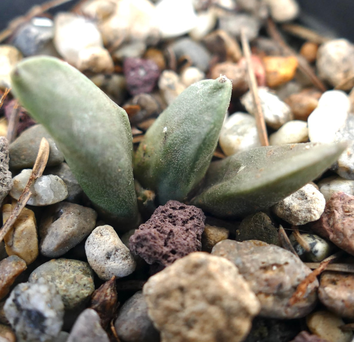 Ariocarpus retusus x Ariocarpus retusus cv FRUMUDOSU small succulent cactus with thick green leaves among pebbles