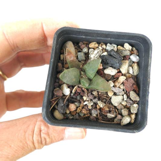 Ariocarpus retusus X Ariocarpus retusus cv MARUIBO H7 small succulent cactus with thick green leaves in rocky soil