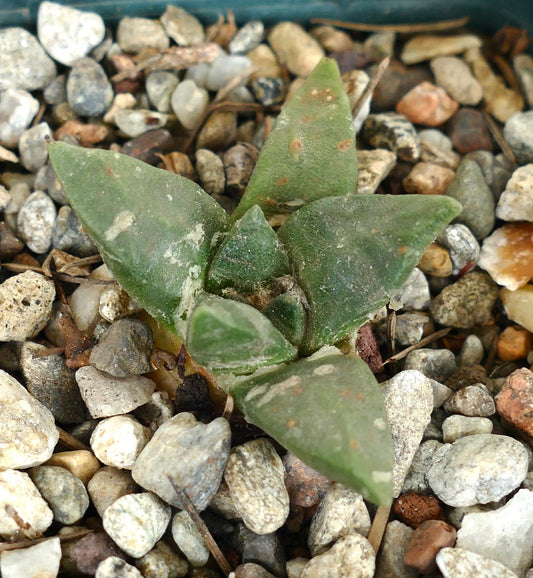 Ariocarpus retusus X Ariocarpus trigonus small succulent cactus with triangular green leaves and rough texture