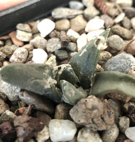 Ariocarpus retusus X Ariocarpus trigonus small succulent cactus with thick green leaves and rough texture
