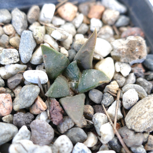 Ariocarpus retusus X Ariocarpus trigonus small succulent cactus with triangular greenish-gray tubercles among gravel