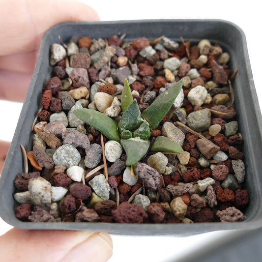 Ariocarpus retusus X agavoides hybrid small succulent cactus seedling with green fleshy leaves