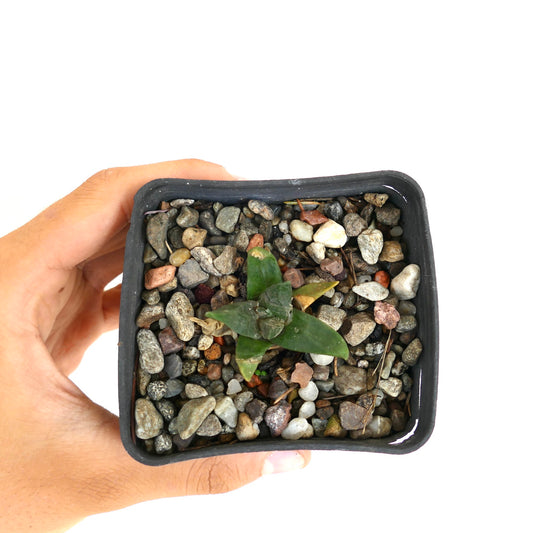 Ariocarpus retusus X fiss. small rare succulent cactus with thick green leaves in gravel pot