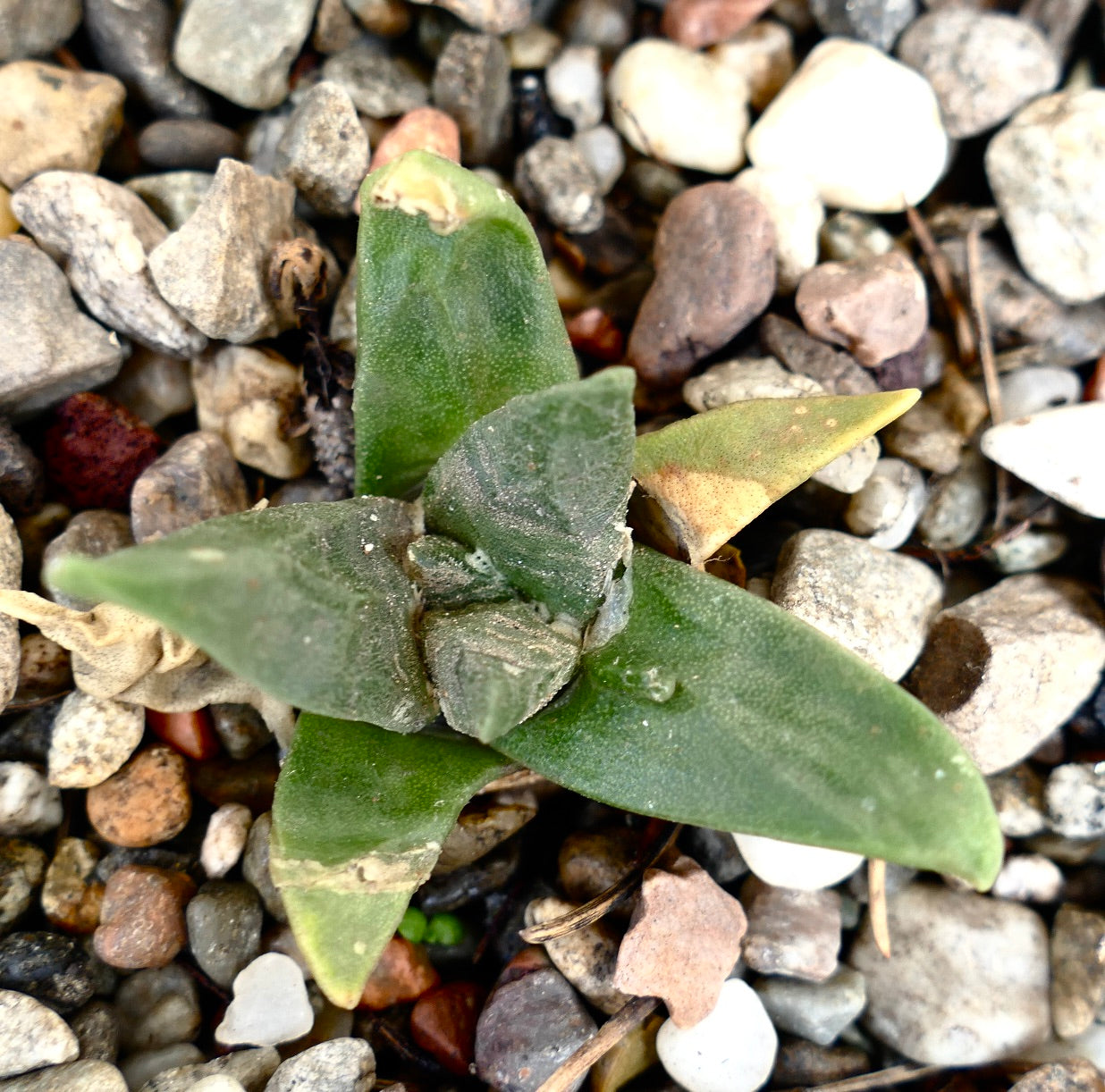 Ariocarpus retusus X fiss. succulent cactus with thick green leaves and textured surface