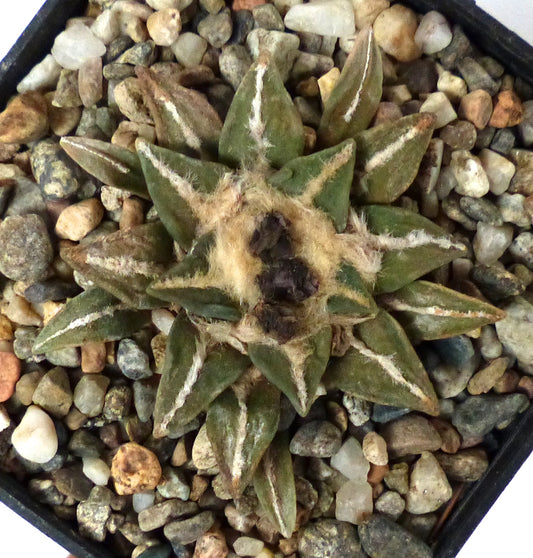 Ariocarpus retusus X kotschoubeyanus succulent cactus with green tubercles and white woolly areoles in gravel