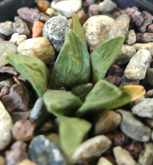 Ariocarpus retusus X retusus small succulent cactus with thick green textured leaves among gravel