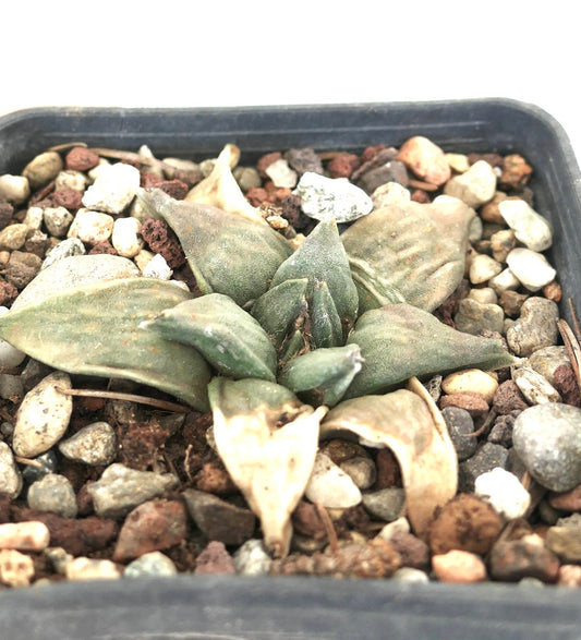 Ariocarpus retusus X retusus succulent cactus with thick, wrinkled green leaves in rocky soil