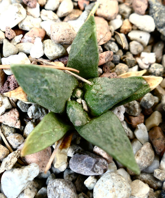 Ariocarpus retusus X retusus small green succulent cactus with triangular leaves on gravel