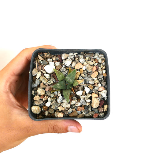 Ariocarpus retusus X retusus small succulent cactus with triangular green leaves in rocky soil
