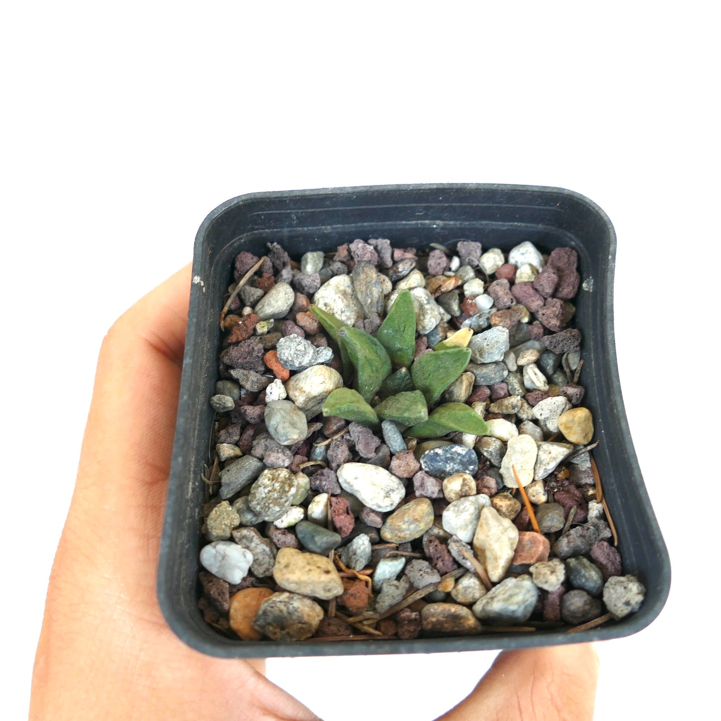 Ariocarpus retusus X retusus kleiner grüner Sukkulenten-Kaktus mit strukturierten Blättern in felsigem Boden