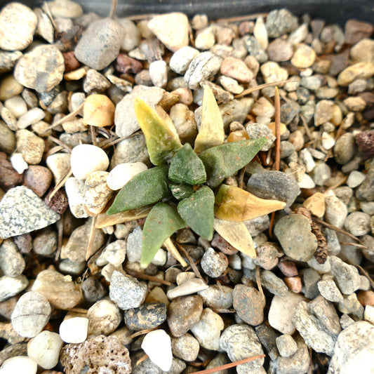 Ariocarpus retusus X retusus small succulent cactus with green and yellow pointed leaves on gravel