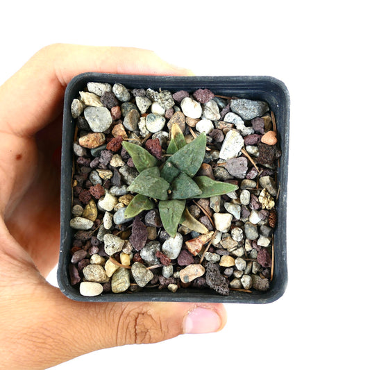 Ariocarpus retusus X retusus small succulent cactus with thick green triangular leaves in gravel pot