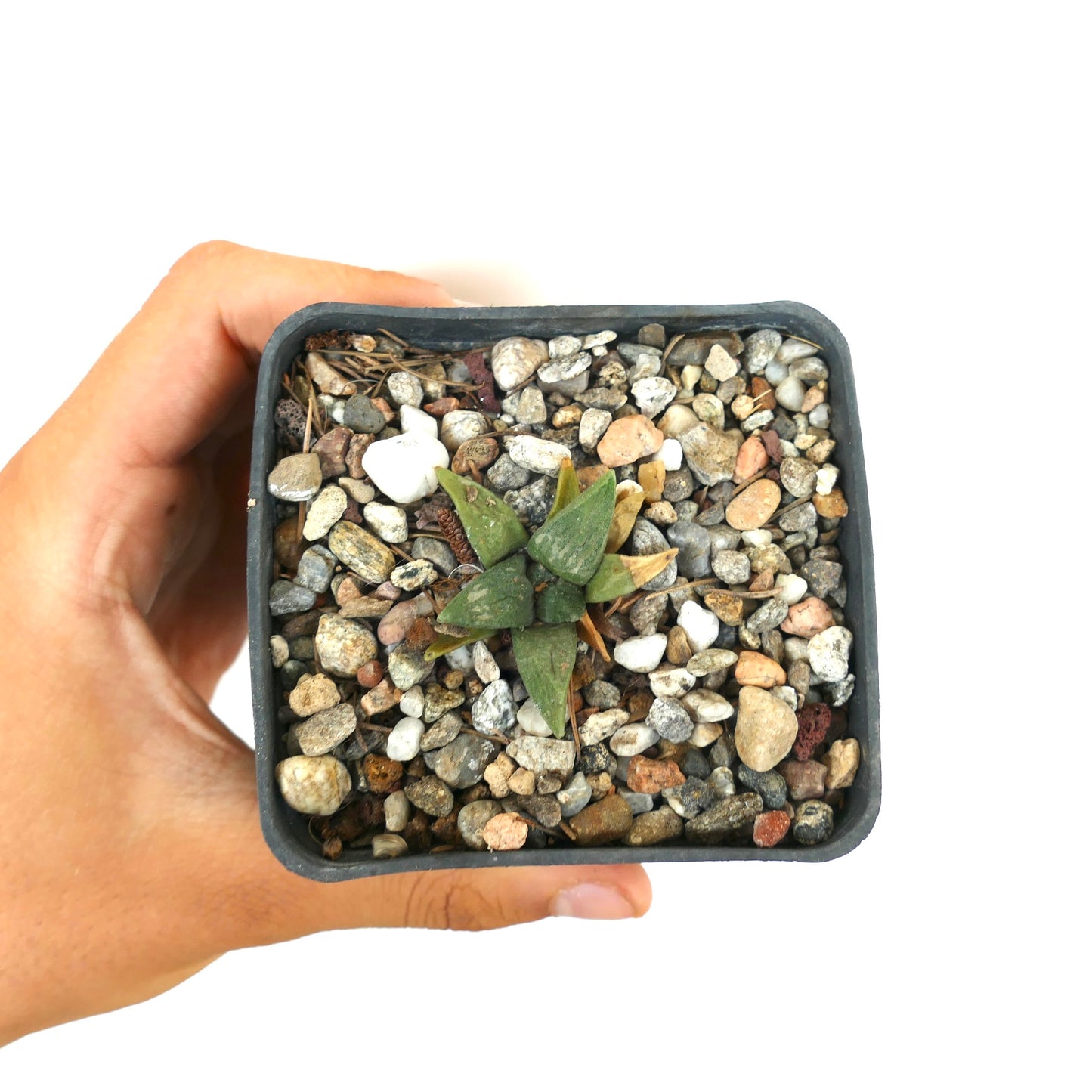 Ariocarpus retusus X retusus kleine sukkulente Kaktee mit grünen dreieckigen Warzen im Kies-Topf