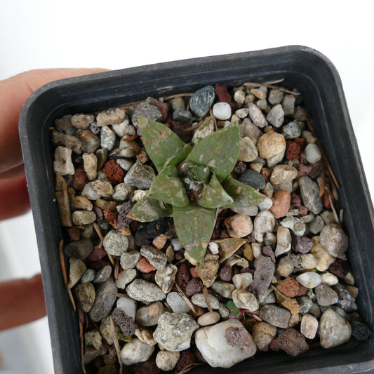 Ariocarpus retusus X retusus cv CAULIFLOWER succulent seedling with green triangular tubercles and rough texture