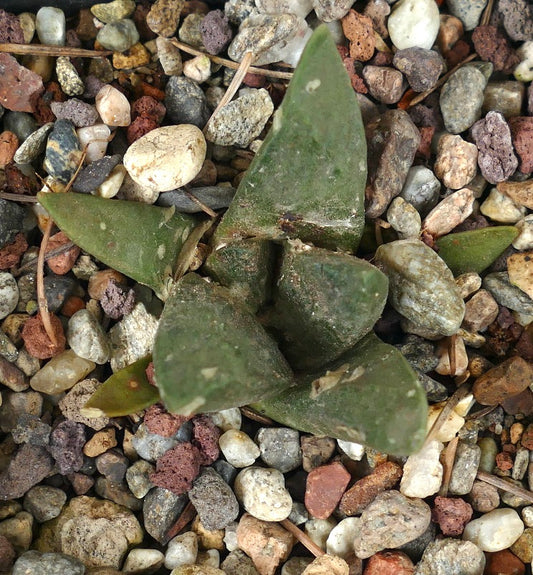 Ariocarpus retusus X retusus cv CAULIFLOWER small green succulent cactus seedling on rocky soil