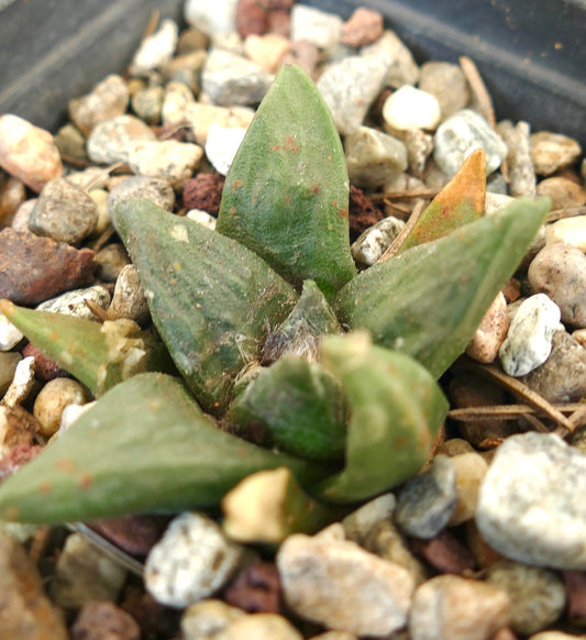 Ariocarpus retusus X scapharostroides succulent cactus with thick green textured leaves and reddish spots