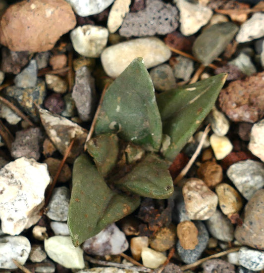 Ariocarpus retusus X Ariocarpus trigonus rare succulent cactus with triangular green tubercles