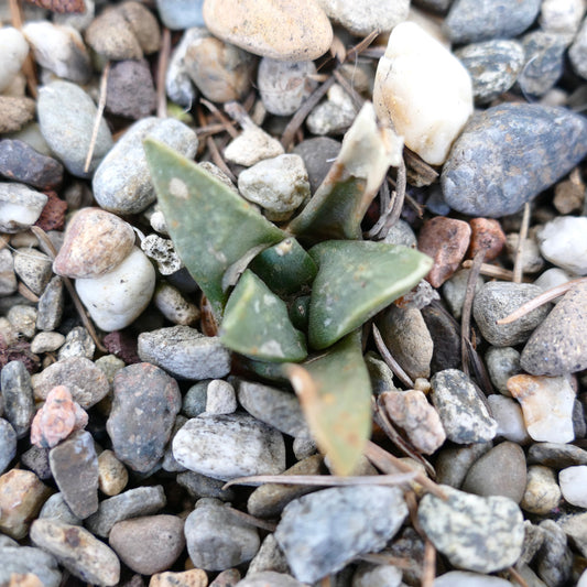 Ariocarpus retusus X trigonus small green succulent cactus with triangular leaves and rough texture