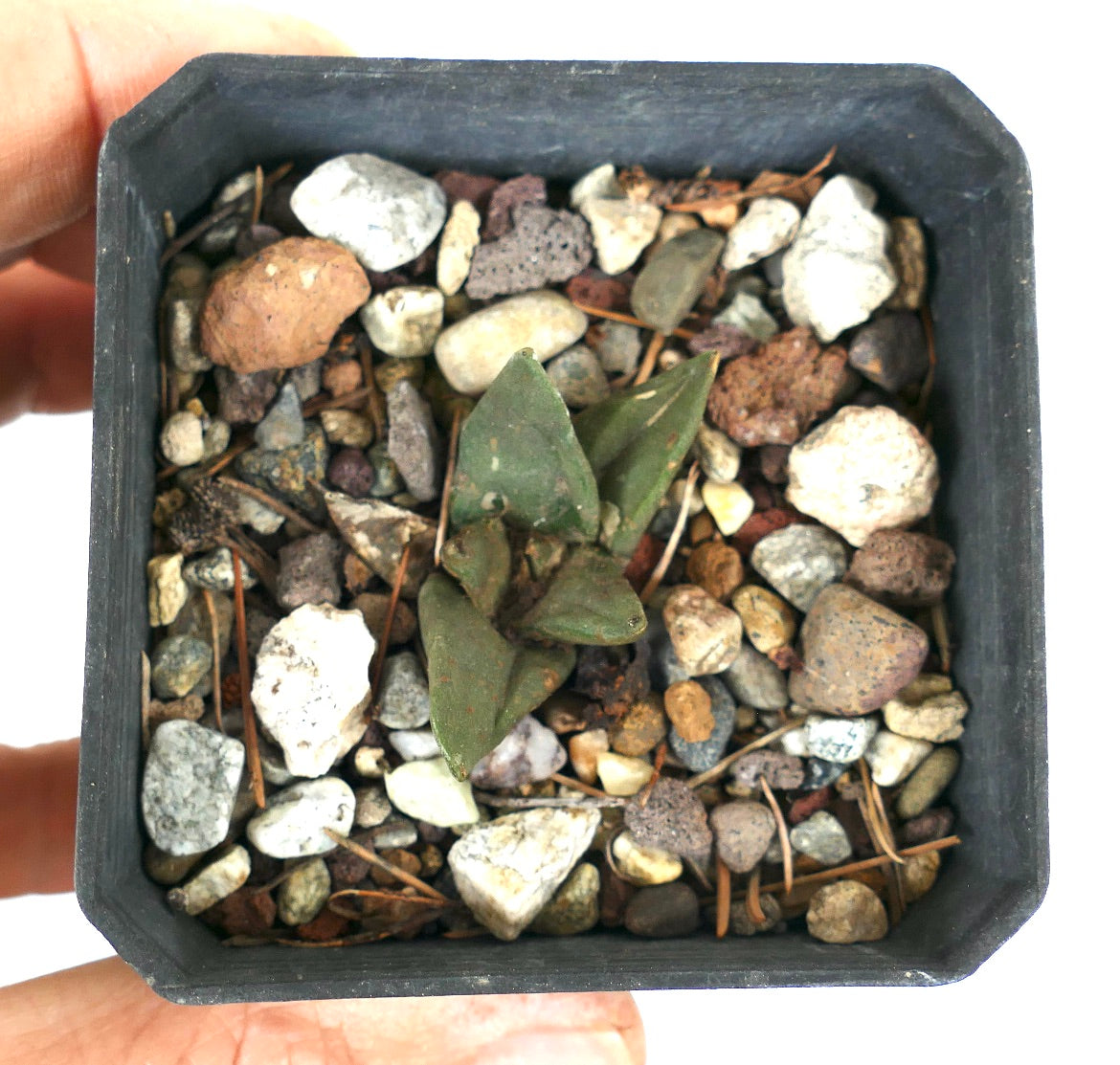 Ariocarpus retusus X Ariocarpus trigonus small hybrid succulent cactus with triangular green leaves in rocky soil
