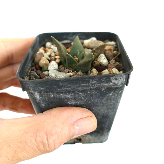 Ariocarpus retusus X trigonus hybrid small succulent cactus seedling with thick green leaves