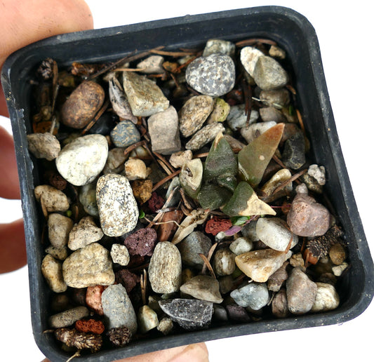 Ariocarpus retusus X trigonus small hybrid succulent seedling with triangular green leaves