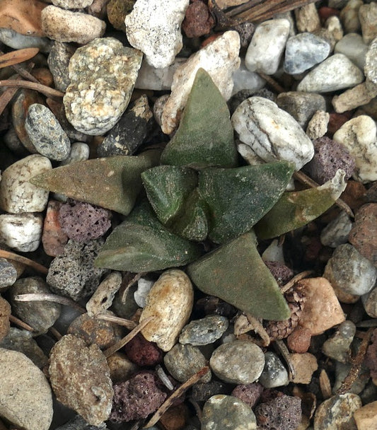 Ariocarpus retusus X trigonus hybrid succulent with triangular green leaves on rocky soil