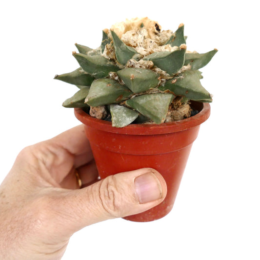 Ariocarpus retusus succulent cactus with thick triangular green tubercles in small pot