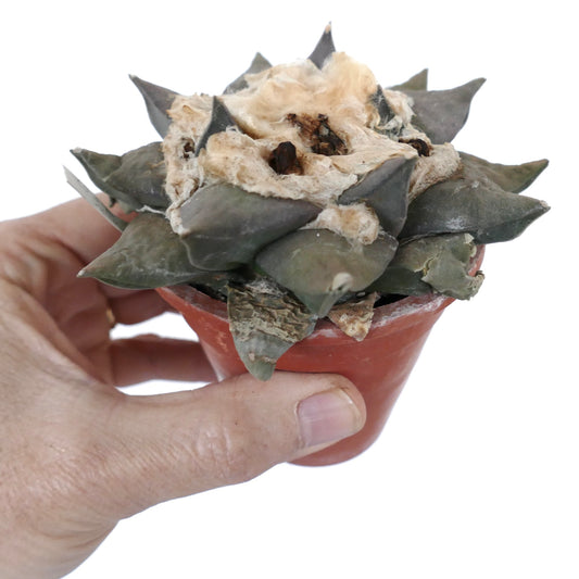 Ariocarpus retusus succulent cactus with thick gray-green tubercles and woolly center in small pot