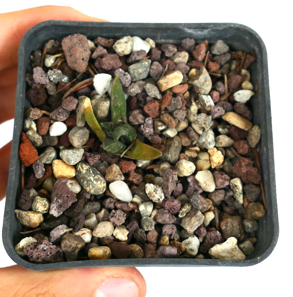 Ariocarpus retusus small succulent cactus seedling with thick green leaves in rocky soil