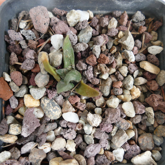 Ariocarpus retusus small succulent cactus seedling with thick green leaves in rocky soil