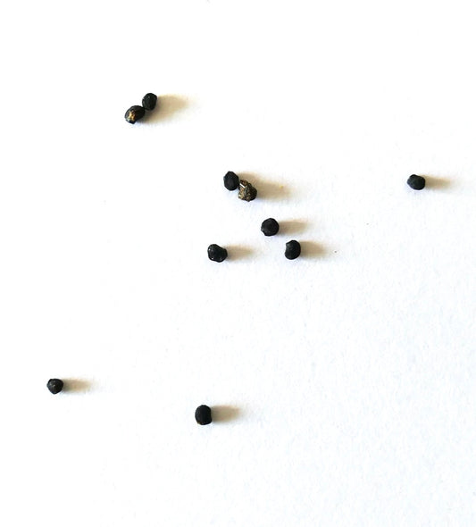 Semillas pequeñas de cactus negro Ariocarpus retusus sobre fondo blanco