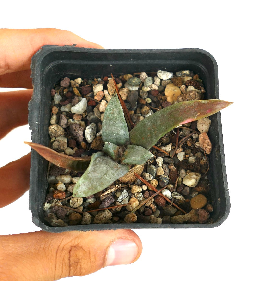 Ariocarpus retusus kleine sukkulente Kaktee mit dicken, strukturierten grau-grünen Blättern im Topf