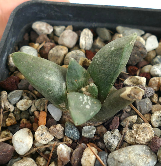 Ariocarpus retusus cv CAULIFLOWER succulent cactus seedling with triangular green leaves and textured surface