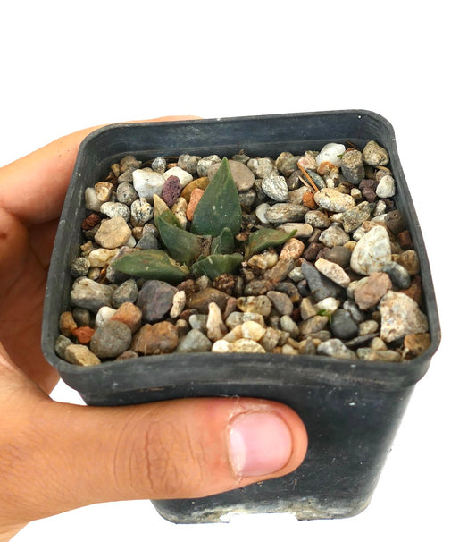 Ariocarpus retusus cv CAULIFLOWER small succulent cactus with thick green leaves in rocky soil