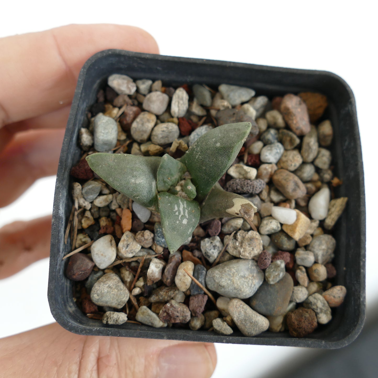 アリオカルプス・レトゥスス cv CAULIFLOWER 小型多肉サボテンの苗厚みのある三角形の葉付き