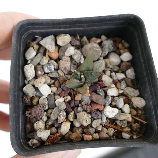 Ariocarpus retusus cv CAULIFLOWER small succulent seedling with triangular green leaves in rocky soil