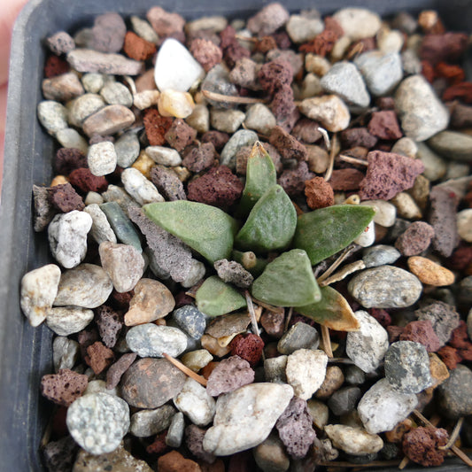 Ariocarpus retusus cv CAULIFLOWER small succulent cactus seedling with textured green leaves