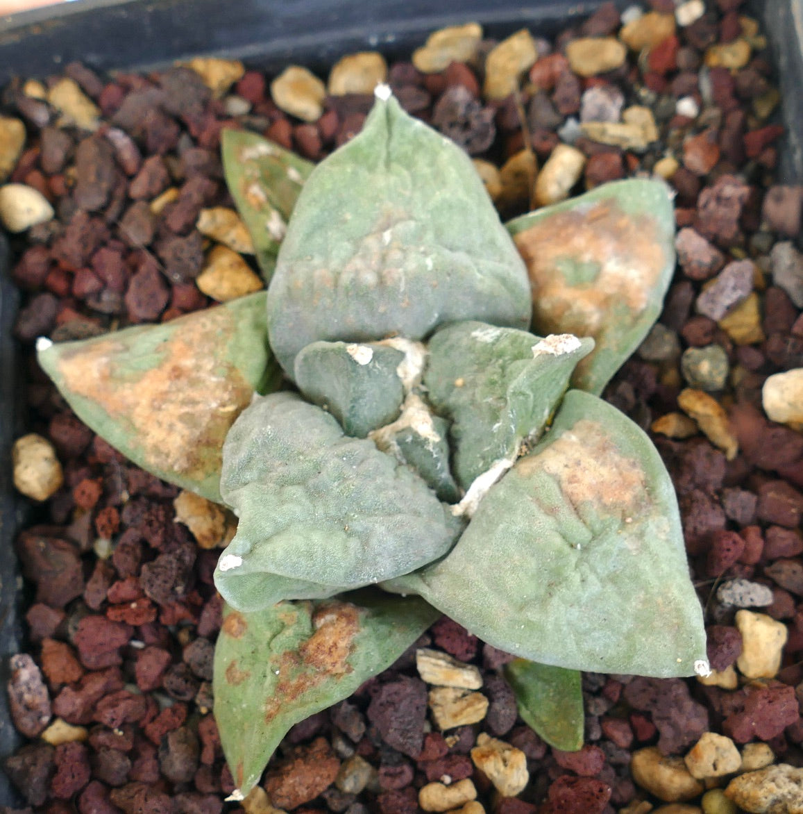 Ariocarpus retusus sukkulent kaktus med tykke, teksturerte grønne blader og brune flekker som vokser i steinete jord