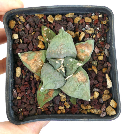 Ariocarpus retusus succulent cactus with thick, triangular green leaves and rough texture in pot