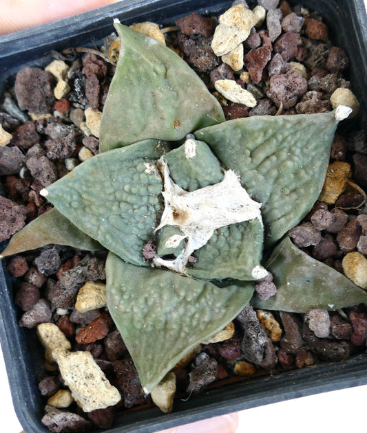 Ariocarpus retusus cv FRUMUDOSU X cv CAULIFLOWER rare succulent cactus with wide textured leaves in pot