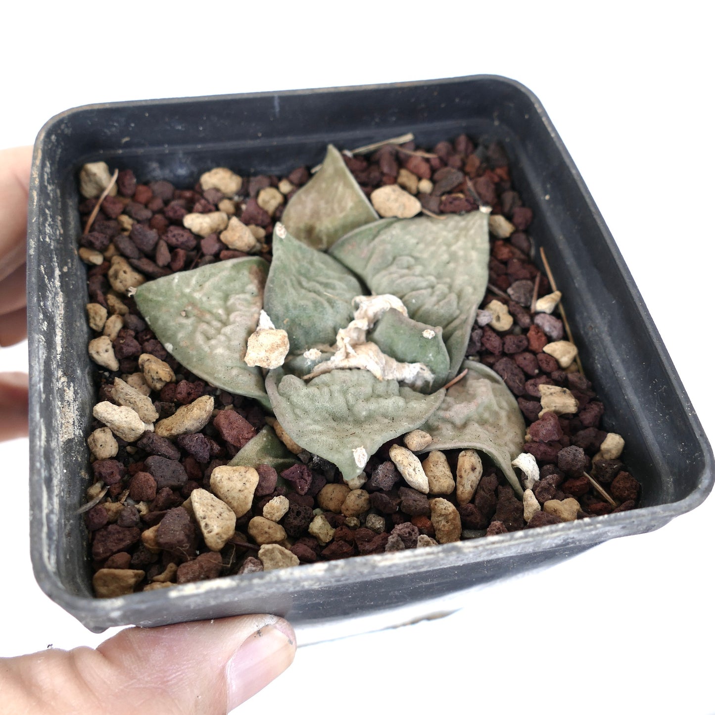 Ariocarpus retusus cv FRUMUDOSU X cv CAULIFLOWER rare succulent cactus with wide textured leaves in pot