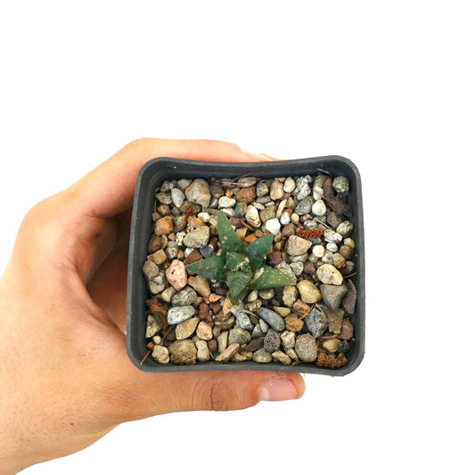 Ariocarpus retusus cv GREEN STAR x Ariocarpous retusus cv CAULIFLOWER small star-shaped succulent cactus with textured green leaves