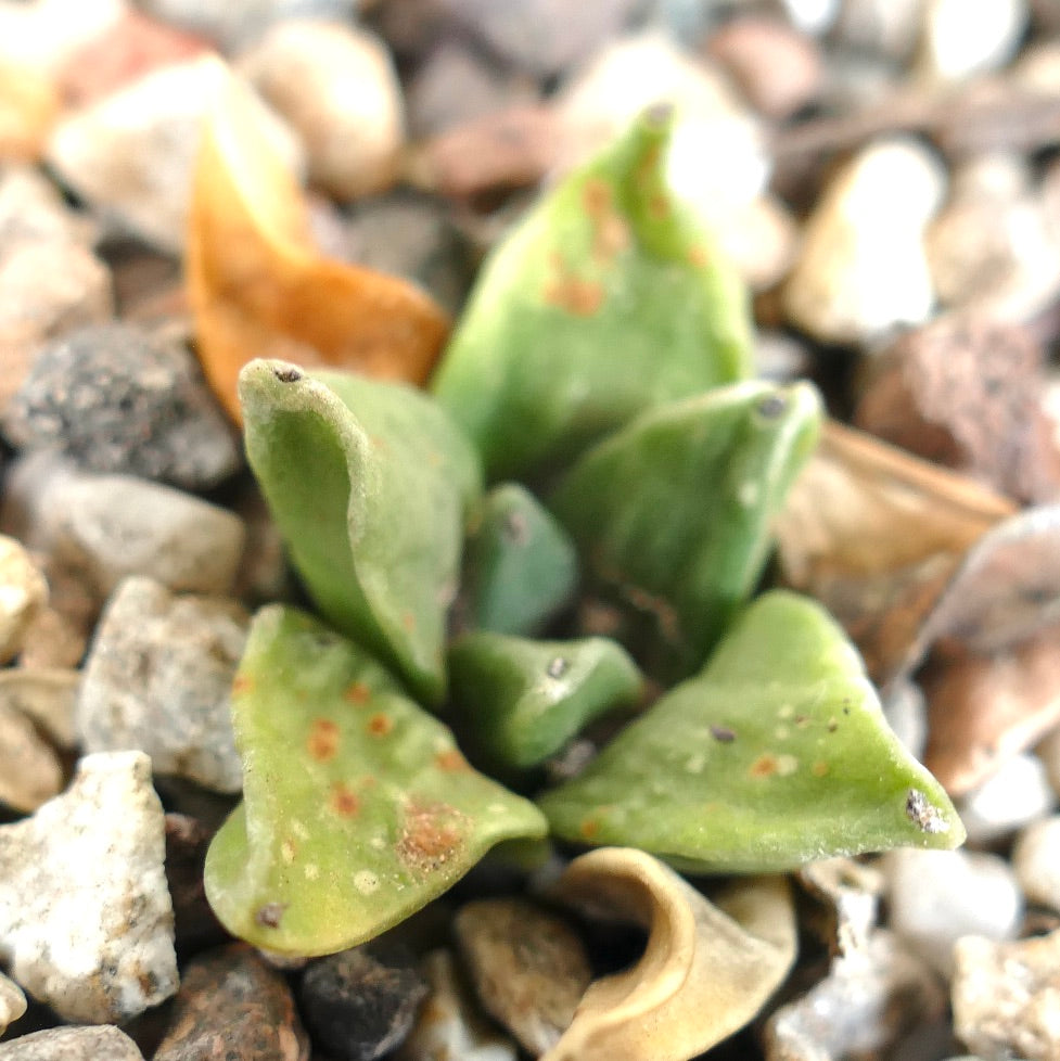 Ariocarpus retusus cv GREEN STAR succulent cactus with thick green leaves and brown spots growing among gravel