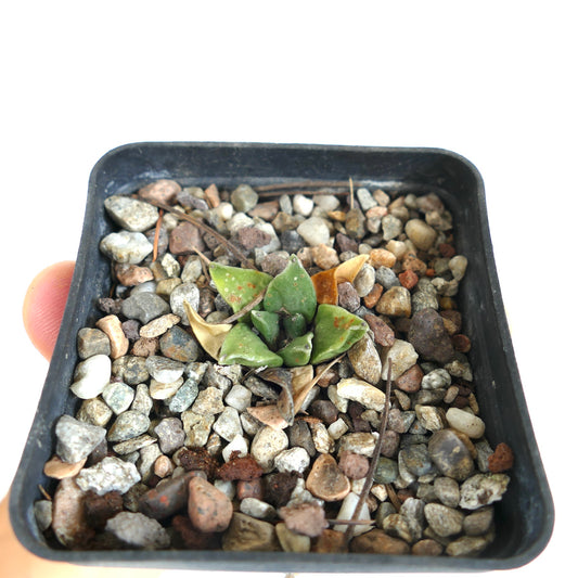 Ariocarpus retusus succulent cactus with small green rosette and rough textured leaves in pot